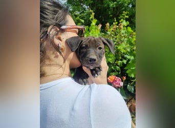 IDAHO-kleiner Abenteuer  sucht liebevolle, fürsorgliche Für-immer-Familie