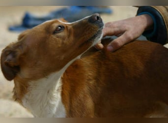 CANELA-jung, dynamisch, verschmust und auf der Suche nach leibevollem Für-immer-Zuhause