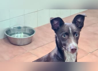 LANDO-freundlicher, fröhlicher, sanfter Bub sucht sein liebevolles Für-immer-Zuhause