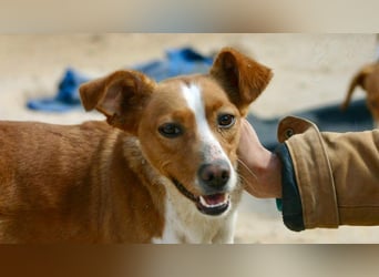 CANELA-jung, dynamisch, verschmust und auf der Suche nach leibevollem Für-immer-Zuhause