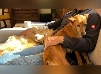 VIKTORIA-verschmust, liebevoll, unaufgeregt, läuft vorbildlich an der Leine-sucht Zuhause