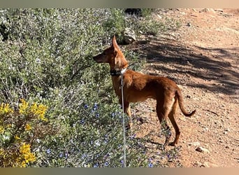 VIKTORIA-verschmust, liebevoll, unaufgeregt, läuft vorbildlich an der Leine-sucht Zuhause