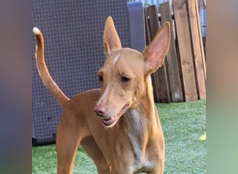 ELSA-liebevolles, zärtliches, kontaktfreudiges Mädchen sucht liebevolles Für-immer-Zuhause