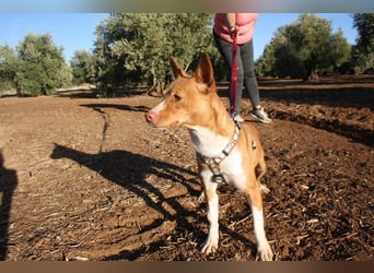 ARIEL-wunderschöne kleine Traumpodenca, sucht ihr liebevolle Zuhause