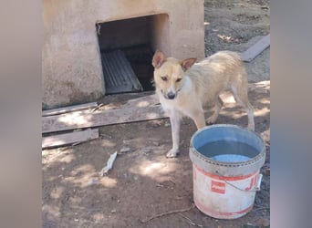 AFRICA-eine Herzensbrecherin auf Samtpfoten auf der Suche nach liebevollem Zuhause