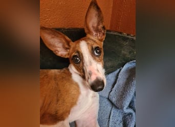 Bezaubernde FANI- kleine, zarte Fee sucht ihr liebevolles "Für-immer-Zuhause