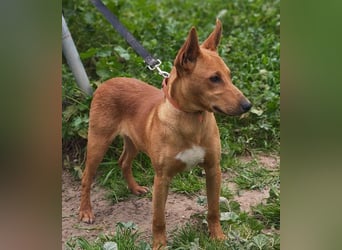 POLLOCK-verschmuster, anhänglicher, liebevoller Bub sucht sehnsüchtig liebevolles Zuhause