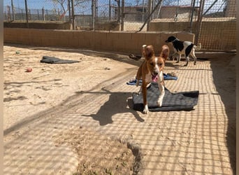 CANELA-jung, dynamisch, verschmust und auf der Suche nach leibevollem Für-immer-Zuhause