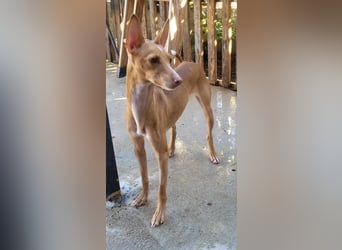 ELSA-liebevolles, zärtliches, kontaktfreudiges Mädchen sucht liebevolles Für-immer-Zuhause