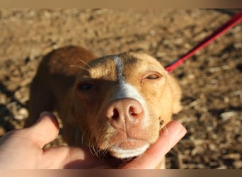 ARIEL-wunderschöne kleine Traumpodenca, sucht ihr liebevolle Zuhause