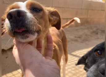 CANELA-jung, dynamisch, verschmust und auf der Suche nach leibevollem Für-immer-Zuhause