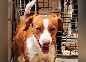 FINTIS- freundliches, bewegungsfreudiges, etwas schüchternes Mädchen sucht ihr liebevolles Zuhause