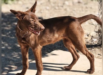 Zuckersüße TIFFANY-sucht liebevolles Für-immer-Zuhause