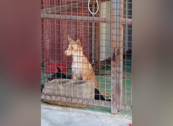 CANELO- wartet in 83146 Surheim auf liebevolles Zuhause