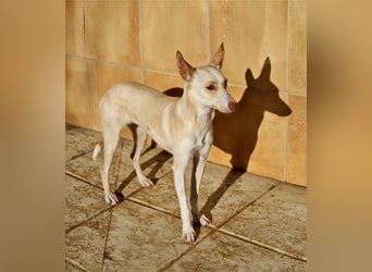 ARENA-sehr liebes, zartes, schüchternes Mädchen wartet auf ihre liebevolle Familie