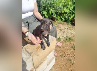ARIZONA- ein zartes Seelchen sucht liebevolle, fürsorgliche Für-immer-Familie