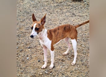 Bezaubernde FANI- kleine, zarte Fee sucht ihr liebevolles "Für-immer-Zuhause