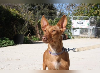 INMA-braucht dringend eine Familie der sie für den Rest ihres Lebens vertrauen kann