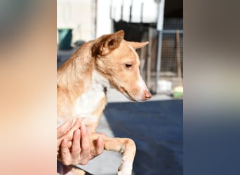 CANELO- wartet in 83146 Surheim auf liebevolles Zuhause