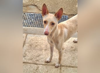 ARENA-sehr liebes, zartes, schüchternes Mädchen wartet auf ihre liebevolle Familie