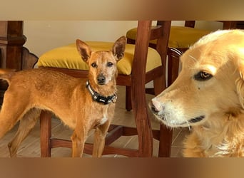 VIKTORIA-verschmust, liebevoll, unaufgeregt, läuft vorbildlich an der Leine-sucht Zuhause