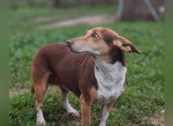 NAYA-braucht dringend wieder eine liebevolle, aktive Familie. Sie ist