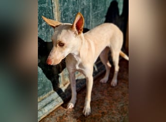 ARENA-sehr liebes, zartes, schüchternes Mädchen wartet auf ihre liebevolle Familie