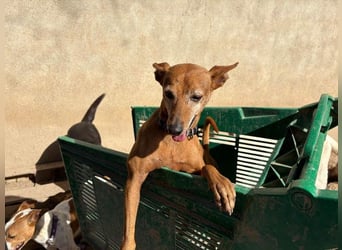ZUMA-liebevoller Podenco mit großem Herz sucht sein Zuhause für immer