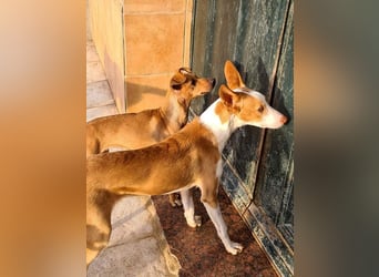 CANELA.fröhliches, lebensbeahendes, verschmustes Mädchen sucht ihr Für-Immer-Zuhause