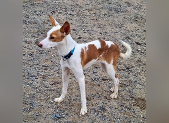 Zuckersüßer DEXTER-sanfter, zärtlicher, sensibel, neugierig, verspielte Bub sucht  Für-immer-Zuhause