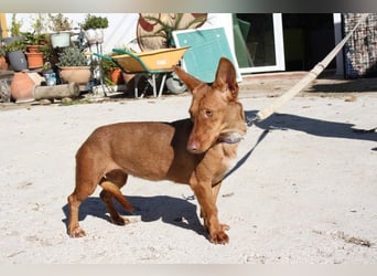 INMA-braucht dringend eine Familie der sie für den Rest ihres Lebens vertrauen kann