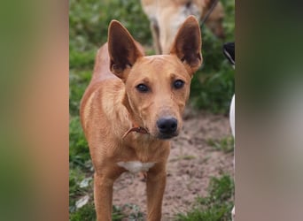POLLOCK-verschmuster, anhänglicher, liebevoller Bub sucht sehnsüchtig liebevolles Zuhause