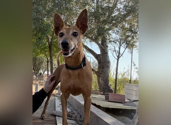 ZUMA-liebevoller Podenco mit großem Herz sucht sein Zuhause für immer