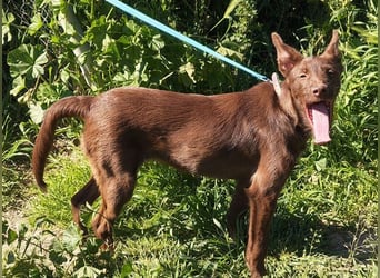 Zuckersüße TIFFANY-sucht liebevolles Für-immer-Zuhause