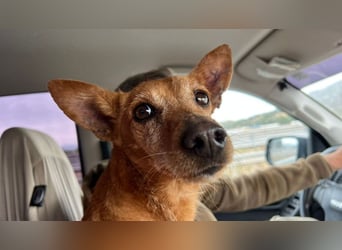 VIKTORIA-verschmust, liebevoll, unaufgeregt, läuft vorbildlich an der Leine-sucht Zuhause