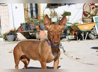 INMA-braucht dringend eine Familie der sie für den Rest ihres Lebens vertrauen kann