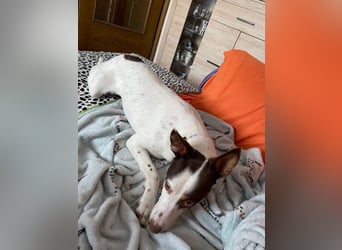 LUCY-wartet in 76756 Bellheim-sanfte Seele mit großem Herzen sucht liebeolles Für-immer-Zuhause