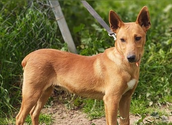 POLLOCK-verschmuster, anhänglicher, liebevoller Bub sucht sehnsüchtig liebevolles Zuhause