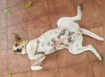 SARA-sanfte Seele mit großem Vertrauen sucht ihr Für-immer-Zuhause