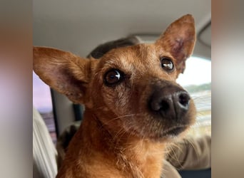 VIKTORIA-verschmust, liebevoll, unaufgeregt, läuft vorbildlich an der Leine-sucht Zuhause