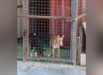 CANELO- wartet in 83146 Surheim auf liebevolles Zuhause