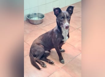 LANDO-freundlicher, fröhlicher, sanfter Bub sucht sein liebevolles Für-immer-Zuhause