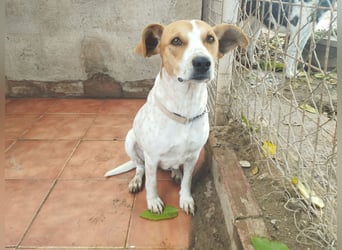 SARA-sanfte Seele mit großem Vertrauen sucht ihr Für-immer-Zuhause