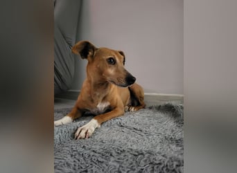 JOSUÉ-Liebe ist nicht immer laut - leiser Bub sucht endlich sein liebevolles Für-immer-Zuhause