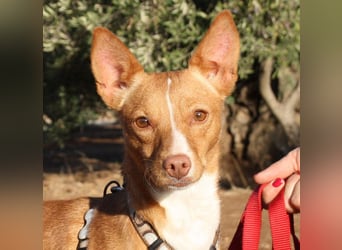 ARIEL-wunderschöne kleine Traumpodenca, sucht ihr liebevolle Zuhause