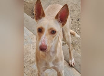 ARENA-sehr liebes, zartes, schüchternes Mädchen wartet auf ihre liebevolle Familie