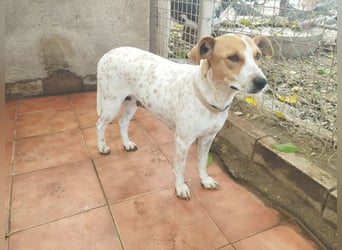 SARA-sanfte Seele mit großem Vertrauen sucht ihr Für-immer-Zuhause