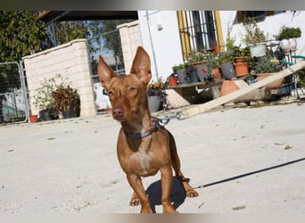 INMA-braucht dringend eine Familie der sie für den Rest ihres Lebens vertrauen kann