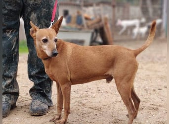 ZUMA-liebevoller Podenco mit großem Herz sucht sein Zuhause für immer