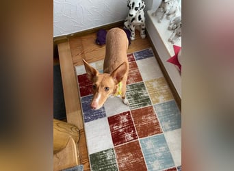 ZOEY-wartet sehnsüchtig auf Pflegestelle in 76756 Bellheim auf ihr Für-immer-Zuhause, gerne mit Lucy